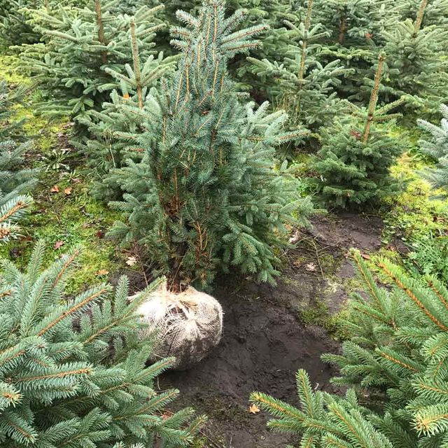 Weihnachtsbaum - Torsten Lange Garten- & Landschaftsbau