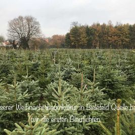 Weihnachtsbaum - Torsten Lange Garten- & Landschaftsbau