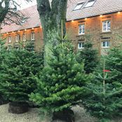 weihnachtsbaumverkauf-torsten-lange-garten-und-landschaftsbau
